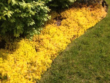 Beautiful Flowers