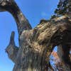 Old Growth Design logo