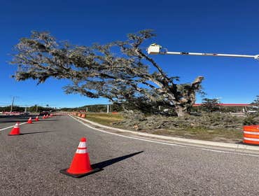 Photos by Central Florida Tree and Debris #1