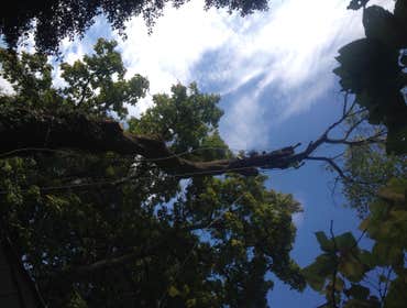 Tree Service South Jersey