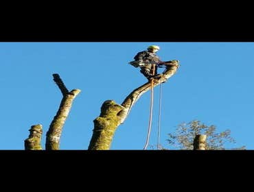 Photos from Hoyts Tree Service