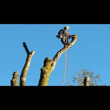 Photos from Hoyts Tree Service