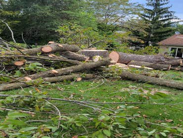Photos by Hernandez Tree Services #10