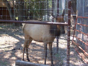 Nm Bear watch 9-23-11