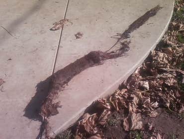 Rootes removed from sewer pipe