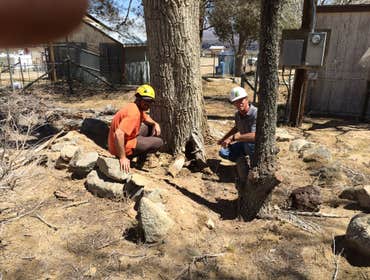 Photos from Tip Top Arborists