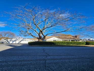 Photos by Sid Professional Tree Service LLC #3