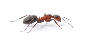 All Solutions Pest Control - Ellisville
