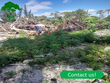Photos by Acosta Tree Service Inc #8