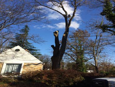 Photo(s) from Bonilla Tree Service Inc