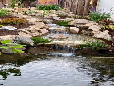 Photos by Aqualife Ponds #1