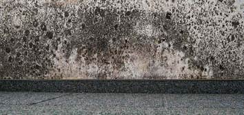 Cat1 Water Restoration