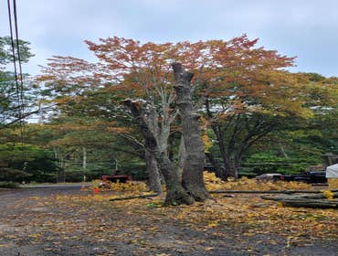 Photos by No Heights Tree Service #1