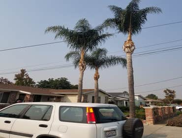 Photos by Moreno Tree Service #1