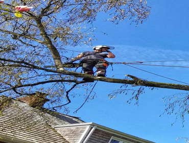 Photos by Elite Tree Care #1
