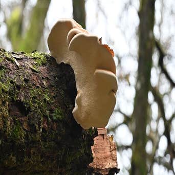 Photos by Five Season Tree Services #1