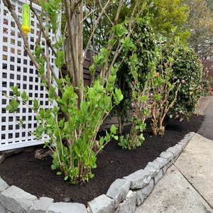 Photos by Santiago Lawn Maintenance #4