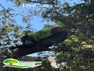 Photos by Hallelujah Tree Service #1