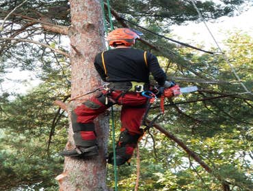 Photos by Pro Tree Service of Savannah #1