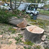 Photos by Hoffman Expert Tree Services LLC #2
