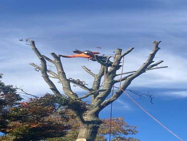 Photos by Jose Tree Service #1
