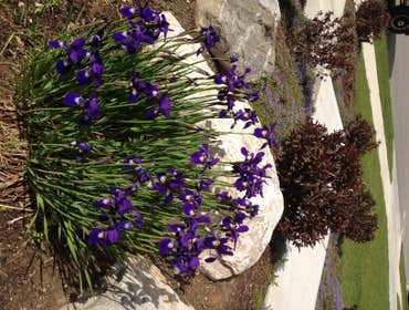 Beautiful Flowers