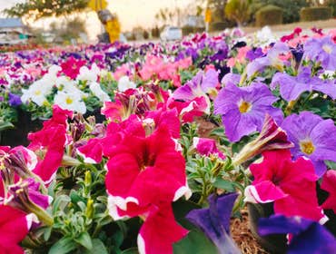 Photos by Mercy Garden Nursery #1
