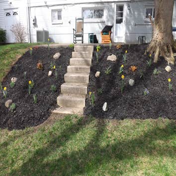 Back yard