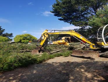 Photos by Rodriguez Tree Service #1