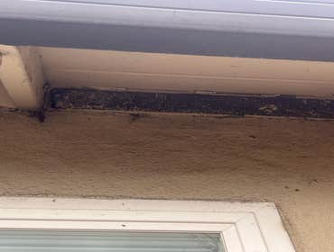 Insulation & Rodent Treatment