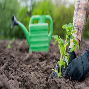 Nashville Landscaping Services