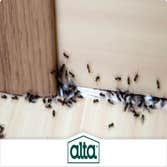 Alta Pest Control