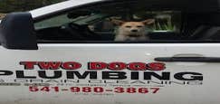 Photos by Two Dogs plumbing & Drain Cleaning Inc #1