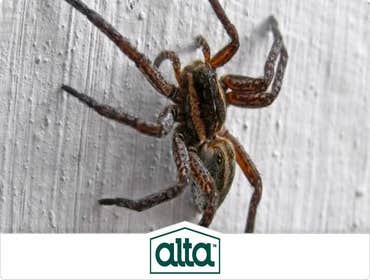 Photos by Alta Pest Control #1