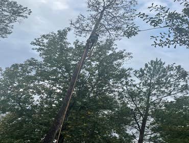 Photos by Contreras Tree Services #18