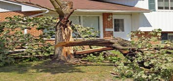 Big Easy Tree Removal: New Orleans Tree Service & Grinding Company