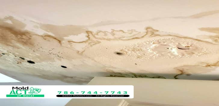 Mold Act of Doral