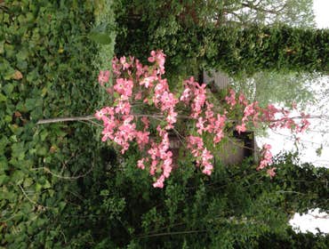 Pink Tree