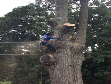 Photos from Kingkiner Tree Service LLC