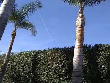 Photos by Villeda Tree Services #1