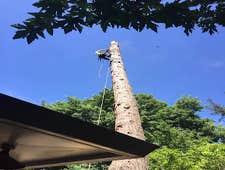 Photos by Chavezm Tree Service #2