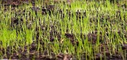 Lawn Care Wilson Nc