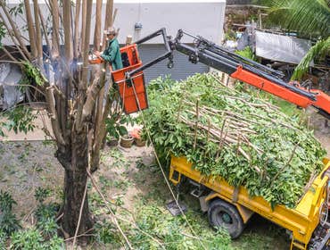 Photos by Citrus Heights Tree Service #1