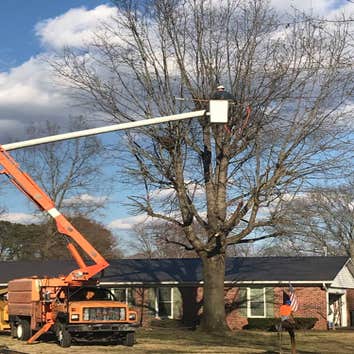Photos by Full Tree Service Panama City #1