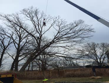 Photo(s) from Bonilla Tree Service Inc