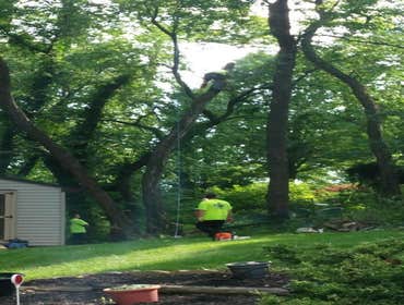 Photos from Tree-Scapes