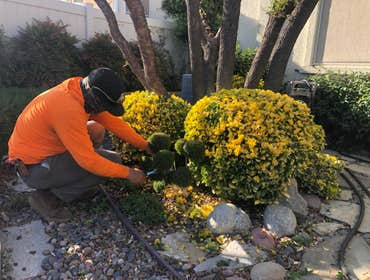 Photos by Efrain Tree Services #1