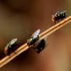 Hillsborough Termite Experts logo
