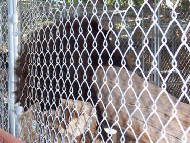 Nm Bear watch 9-23-11