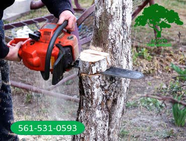 Photos by Acosta Tree Service Inc #14